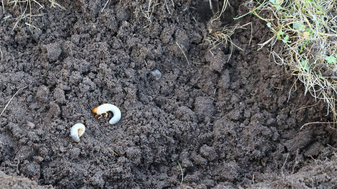 Så kom græs-gufferne og Græsnørden på dr.dk