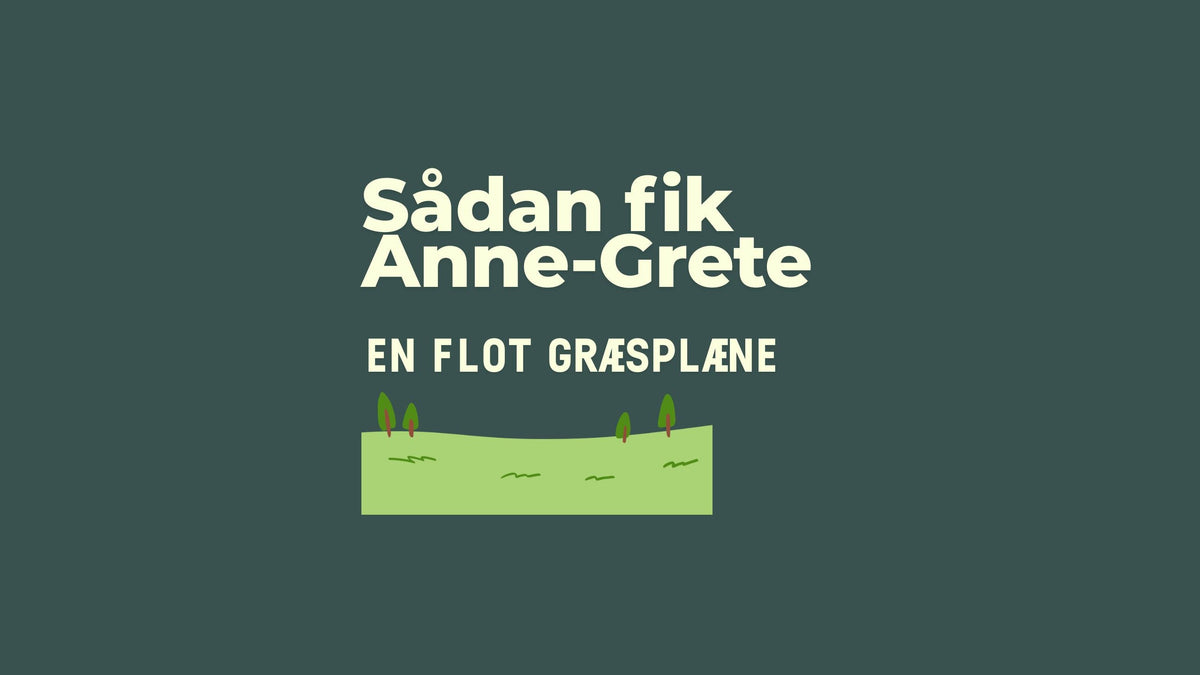 Fra udfordret græsplæne til grønt tæppe: Se Anne-Gretes plænerejse