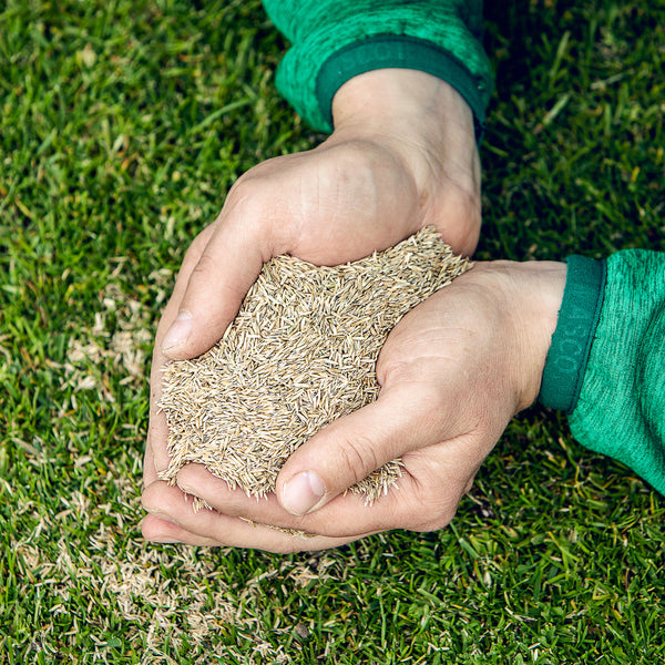 Kvalitetsfrø og topdressing