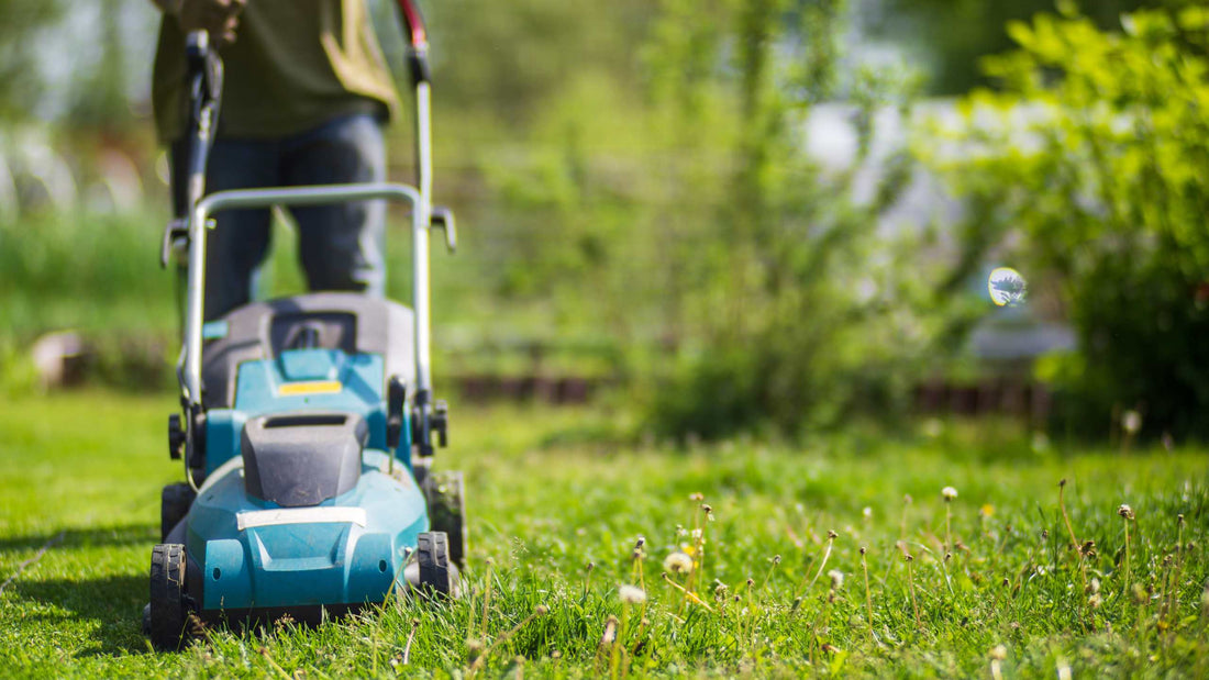 Hvornår skal du klippe græsset for første gang?