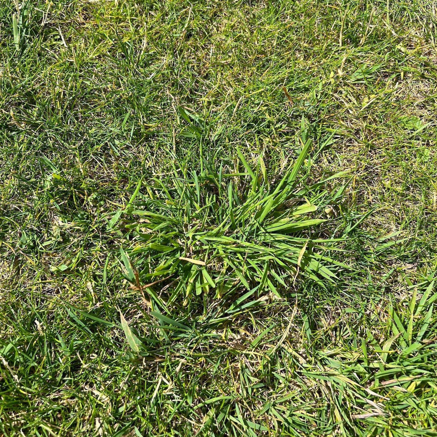 Slip af med uønskede græsser i plænen