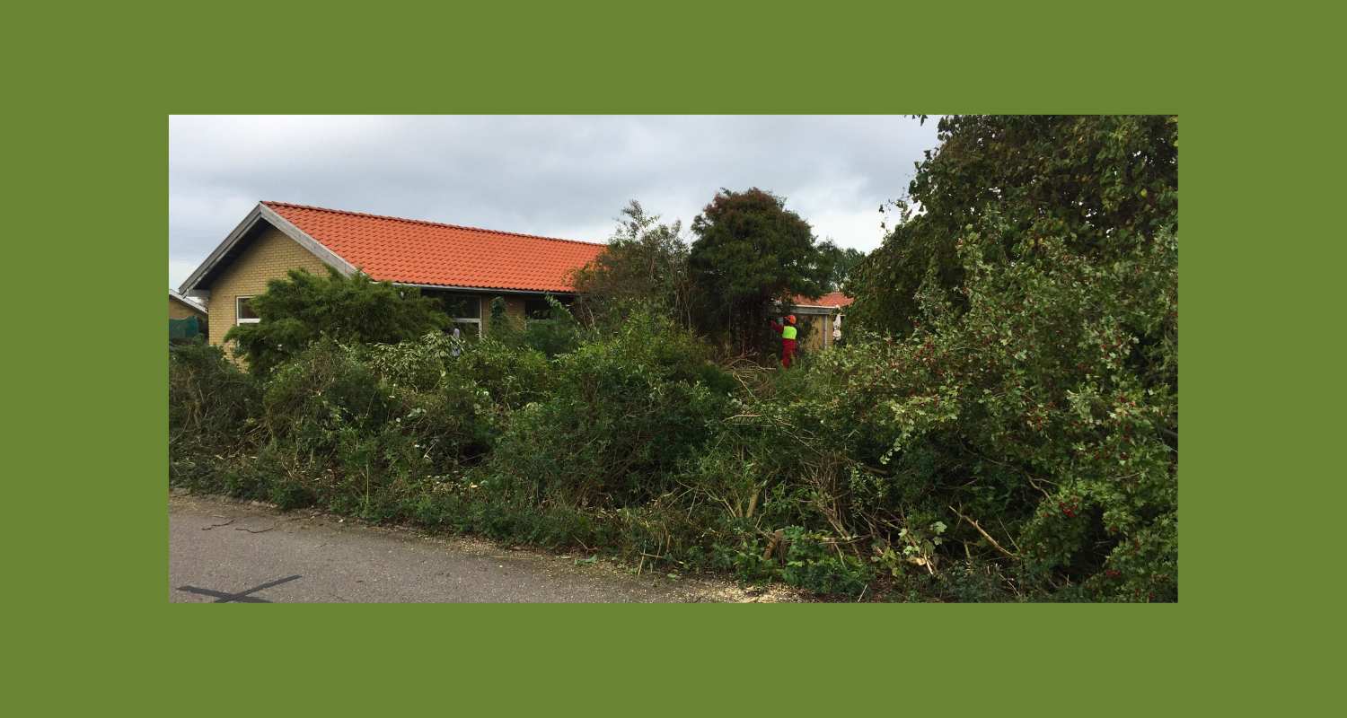 Anlægning af ny græsplæne