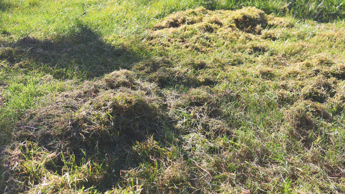 Sådan slipper du af med mos i haven - se også indslag i DR Vejret