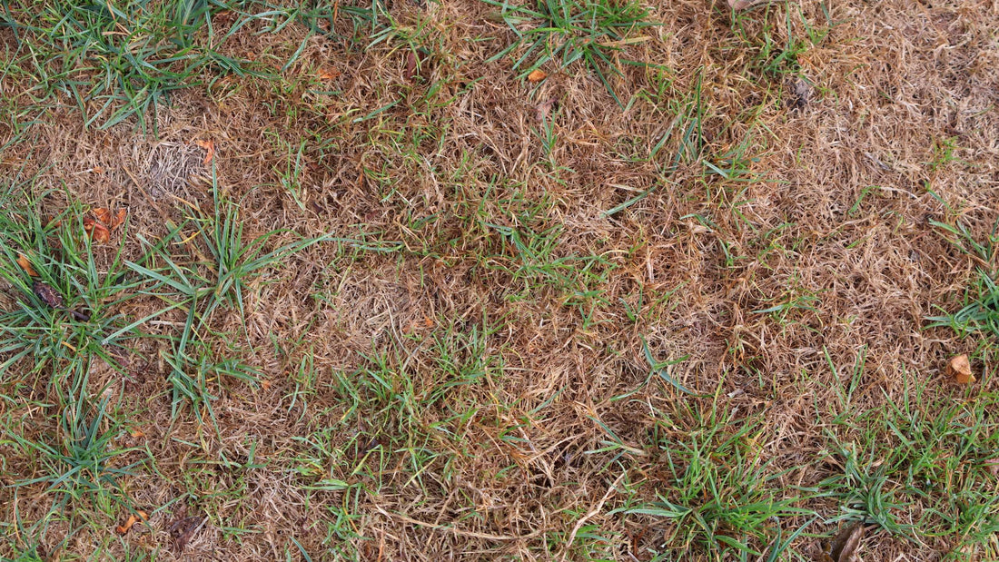 Har du stankelbenslarver i græsplænen? De er nogle møgdyr.