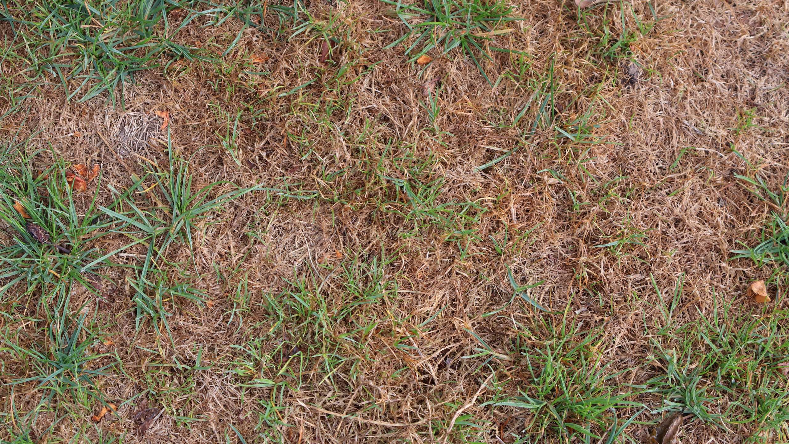 Har du stankelbenslarver i græsplænen? De er nogle møgdyr.