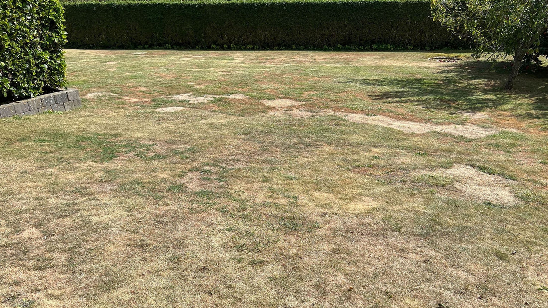 Græsudfordringer: Vejr og skadedyr i fokus