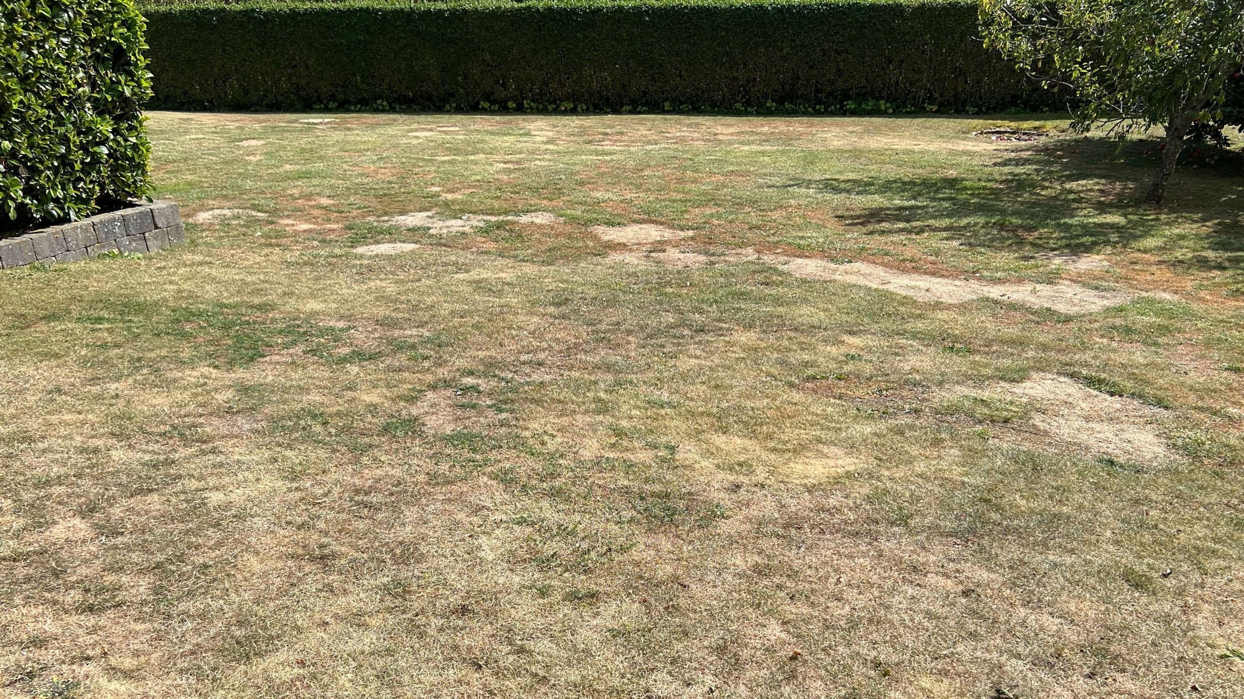 Græsudfordringer: Vejr og skadedyr i fokus