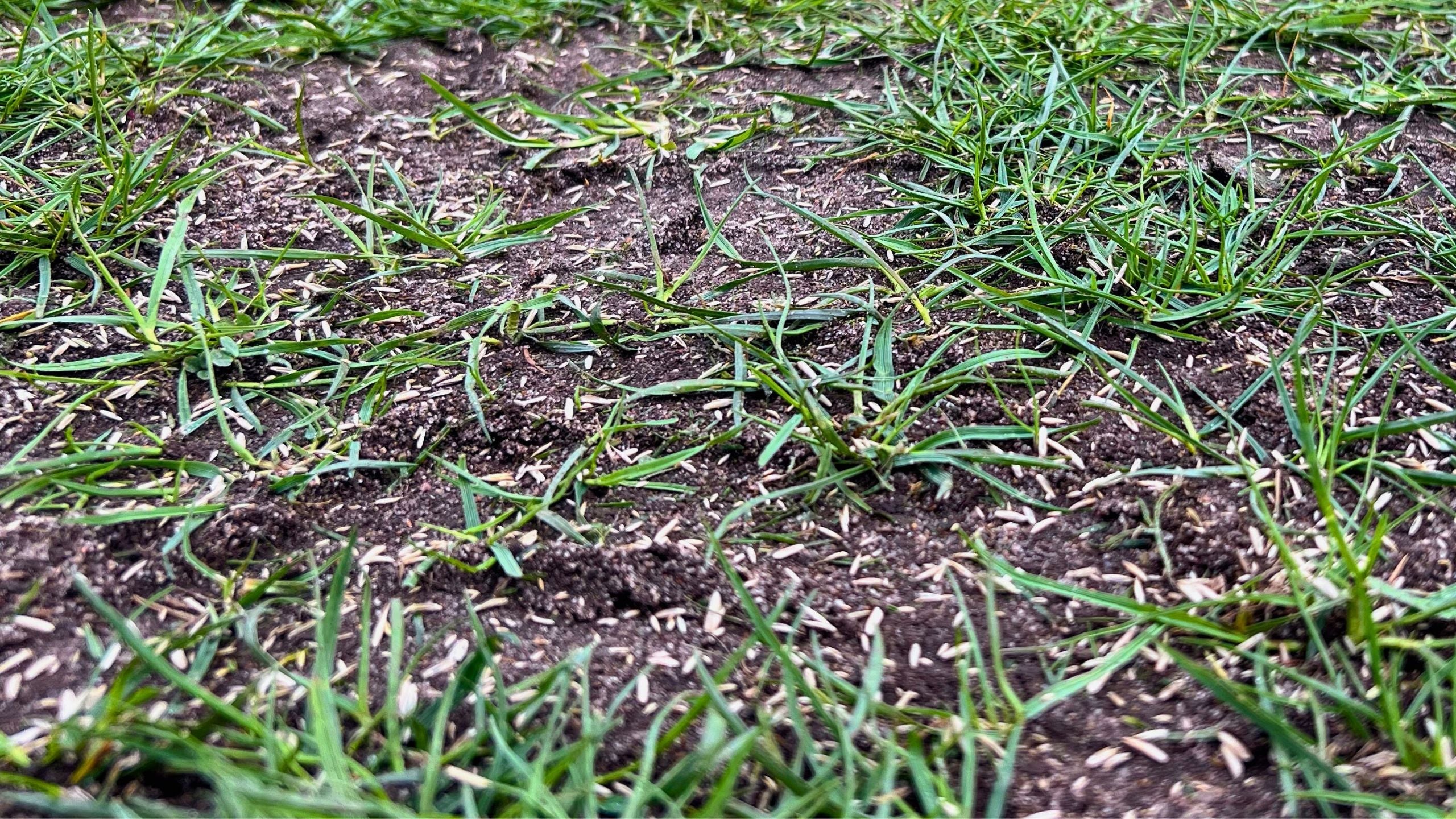 Græsfrø til eftersåning