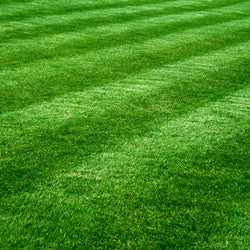 Mastercare Park 14-3-15