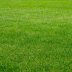 Masterline Prodana Pronitro