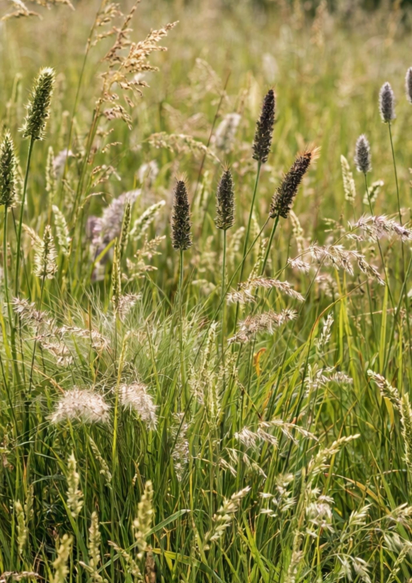 Pryd- og natur-græsblanding