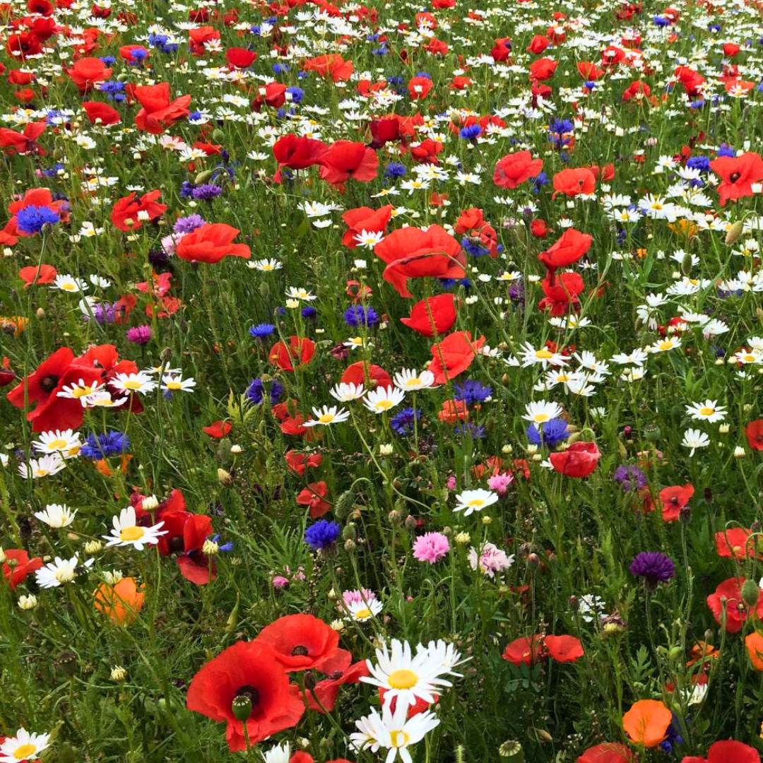 Ny blomstermark 1 kg